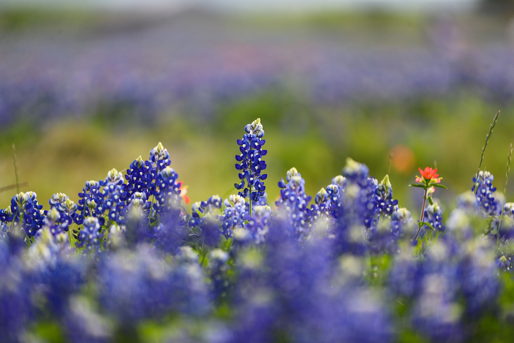 Brazos Valley Wildflowers